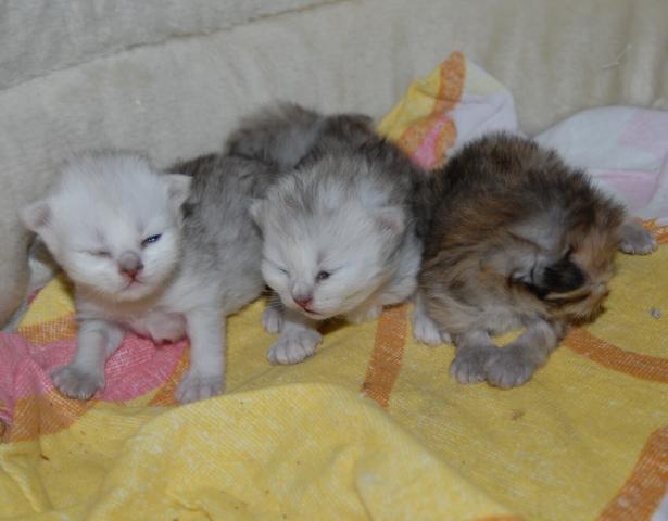 ペルシャ・ヒマラヤン