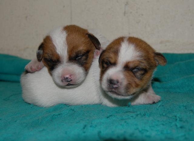 ジャックラッセルテリア