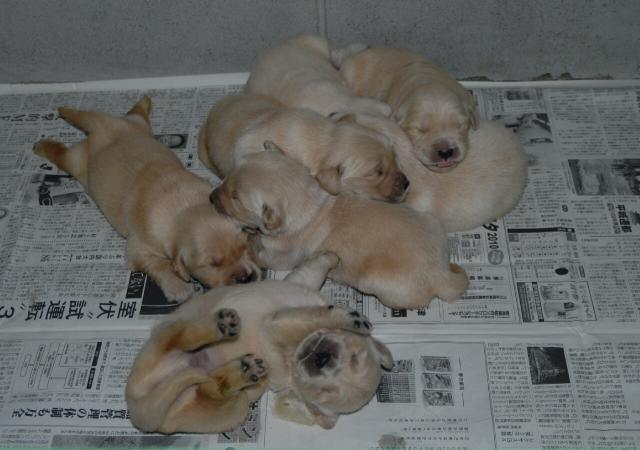 ゴールデンレトリーバー