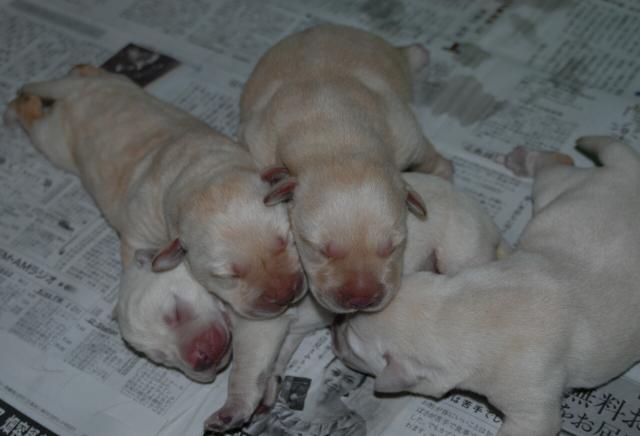 ラブラドールレトリーバー