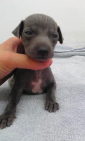 イタリアングレーハウンド