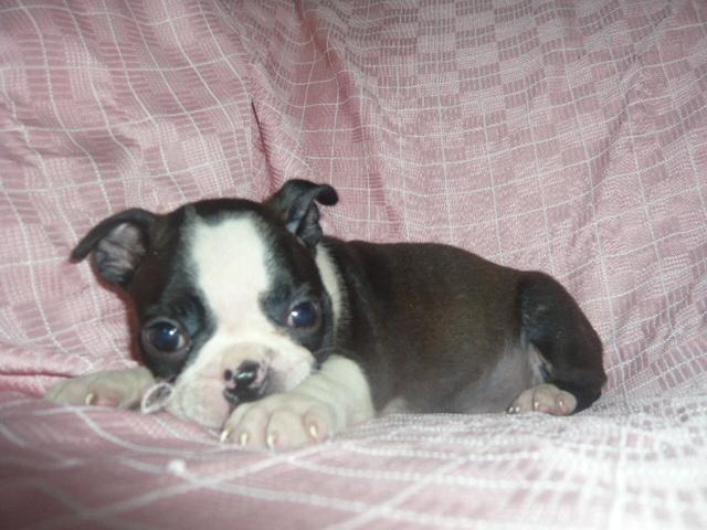 ボストンテリア