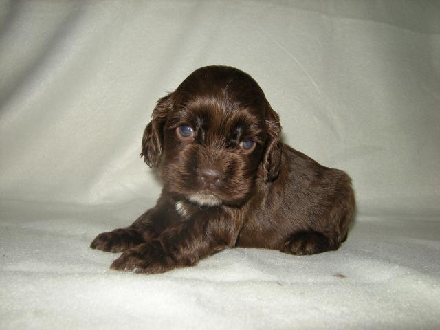 アメリカンコッカースパニエル