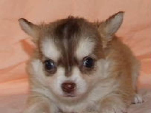 チワワ(ロングコート)