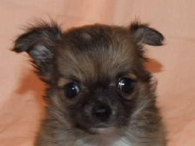 チワワ(ロングコート)