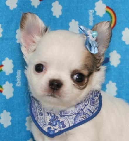 チワワ(ロングコート)