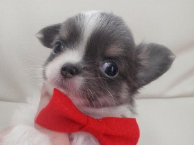 チワワ（ロングコート）低価格設定と特典の内容