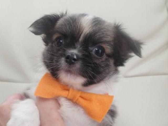 チワワ（ロングコート）低価格設定中です。