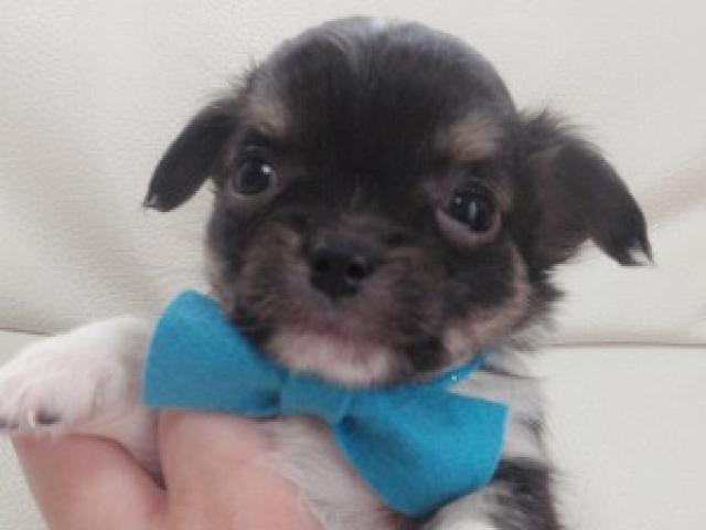 チワワ（ロングコート）低価格設定