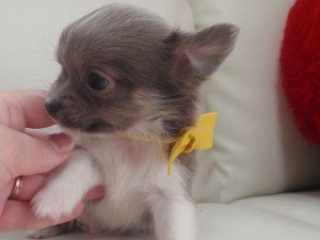 チワワ（ロングコート）低価格設定