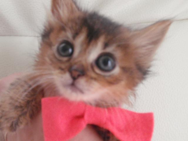 ソマリ低価格設定中