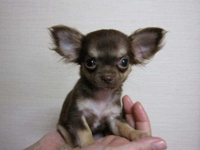 チワワ（ロングコート）