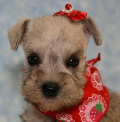 ミニチュアシュナウザー