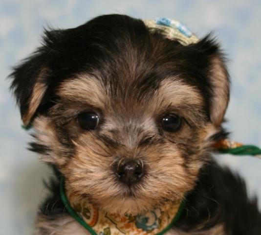 MIXマルチーズ×ヨークシャテリア