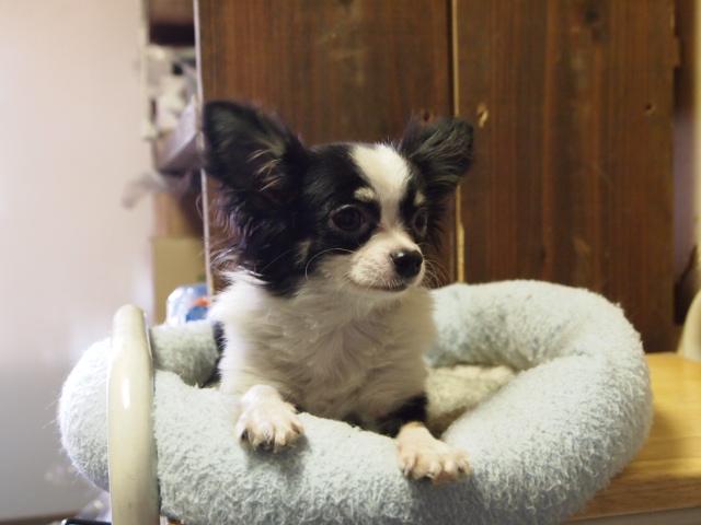 チワワ（ロングコート）