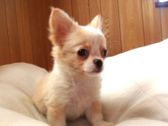 チワワ(ロングコート)