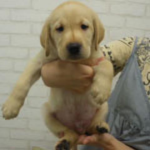 ラブラドールレトリーバー