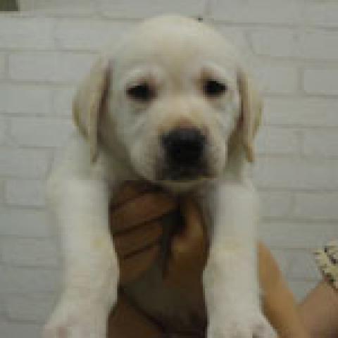 ラブラドールレトリーバー