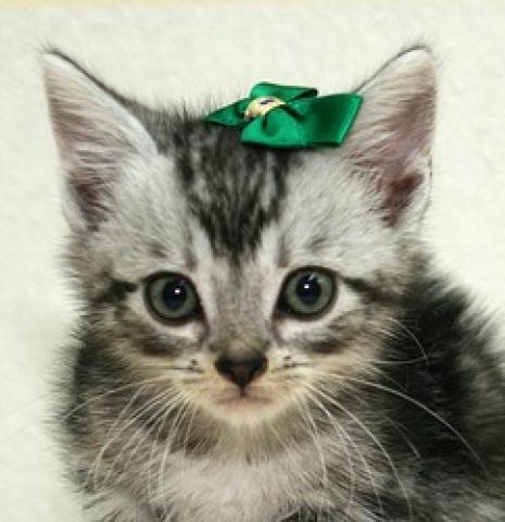 アメリカンショートヘアー