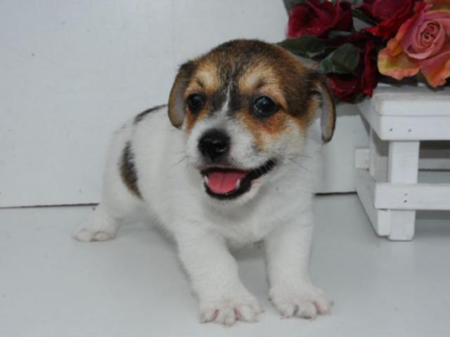 ジャックラッセルテリア