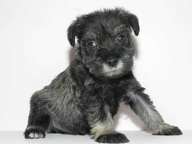 ミニチュアシュナウザー