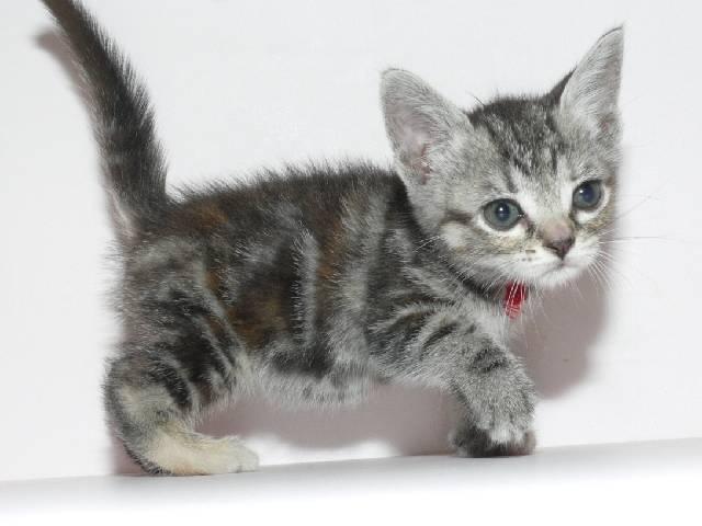 アメリカンショートヘアー