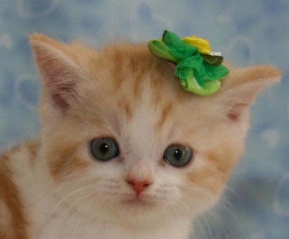 スコティッシュフォールド