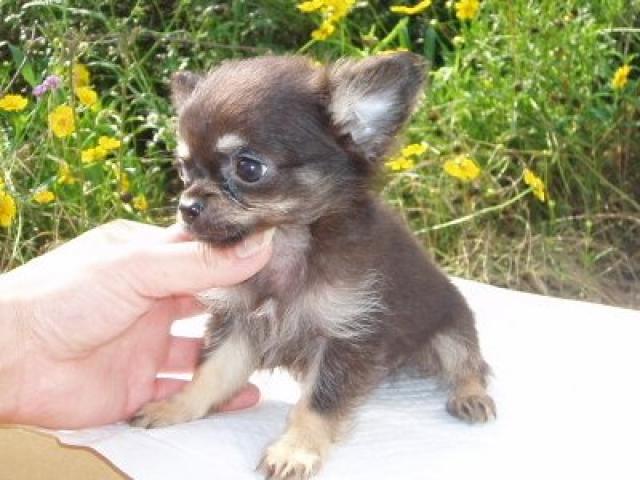 チワワ(ロングコート)