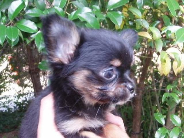 チワワ(ロングコート)