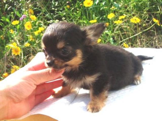 チワワ(ロングコート)