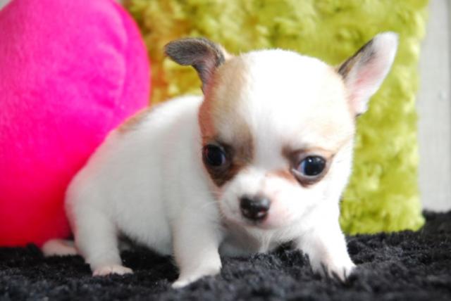 チワワ（スムースコート）