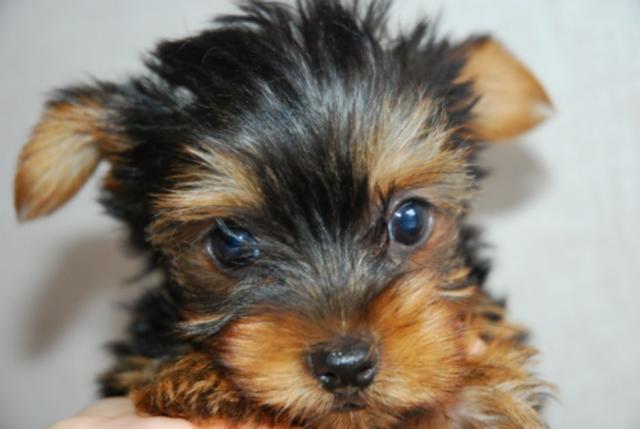 ヨークシャーテリア