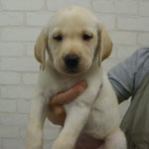 ラブラドールレトリバー