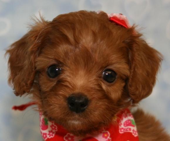 MIXキャバリア×トイプードル