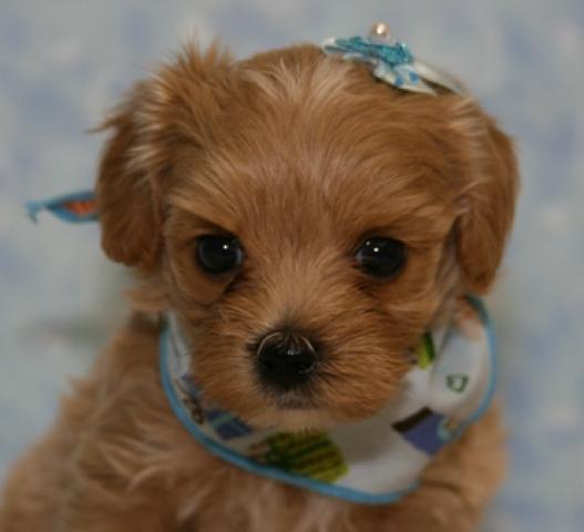 MIXトイプードル×マルチーズ