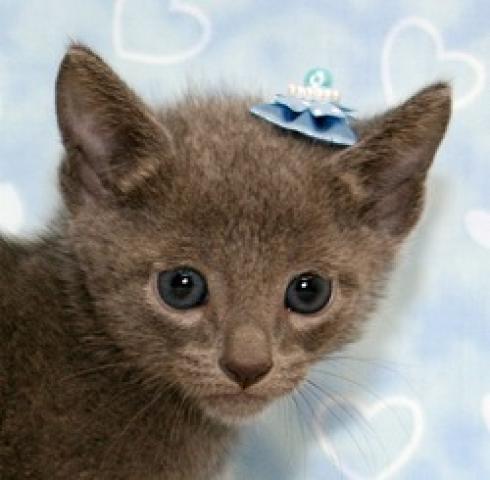 ロシアンブルー