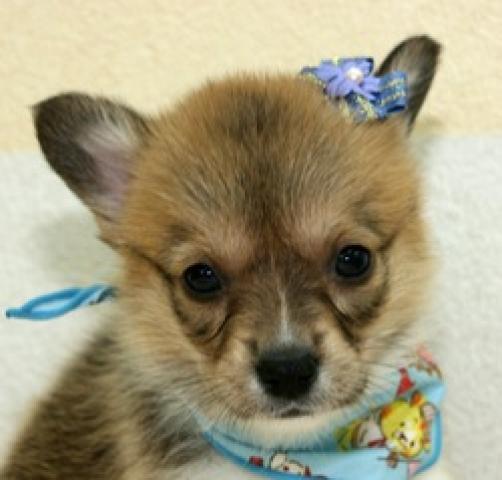 ウェルシュコーギーペンブローク