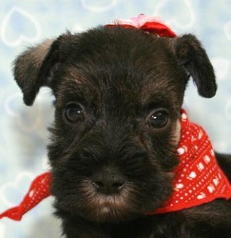 ミニチュアシュナウザー