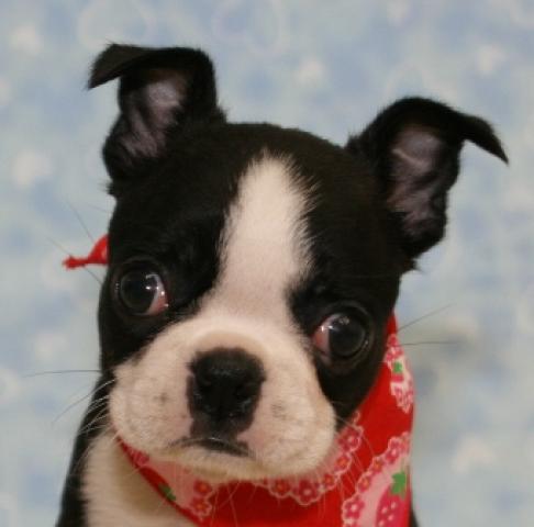 ボストンテリア