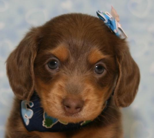 ミニチュアダックスフンド