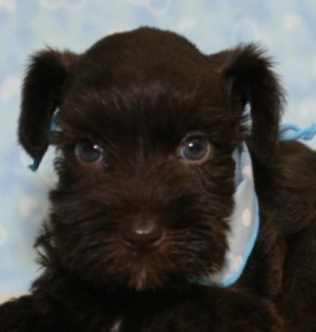 ミニチュアシュナウザー