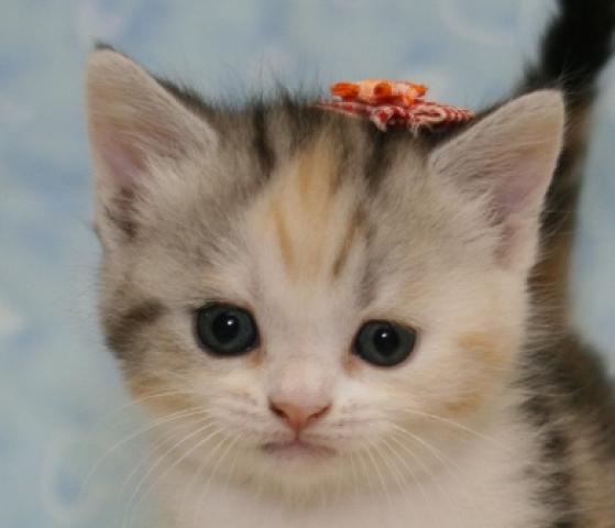 スコティッシュフォールド