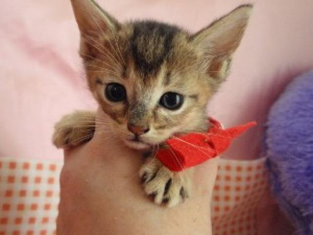 アビシニアンかわいい元気な仔!