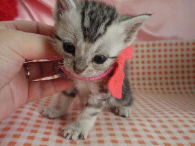 アメリカンショートヘアー女の子らしいお顔