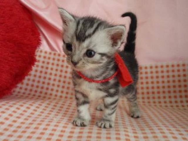 アメリカンショートヘアーとってもはっきりしたお顔でかわいい女の子！