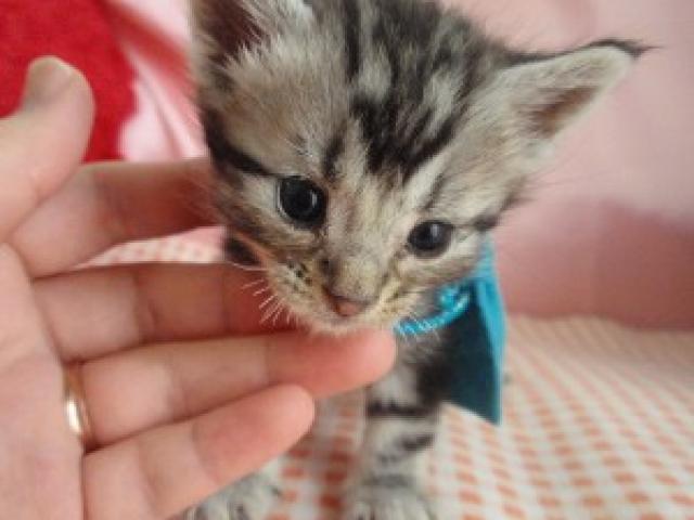 アメリカンショートヘアー超かっこいいお顔です！