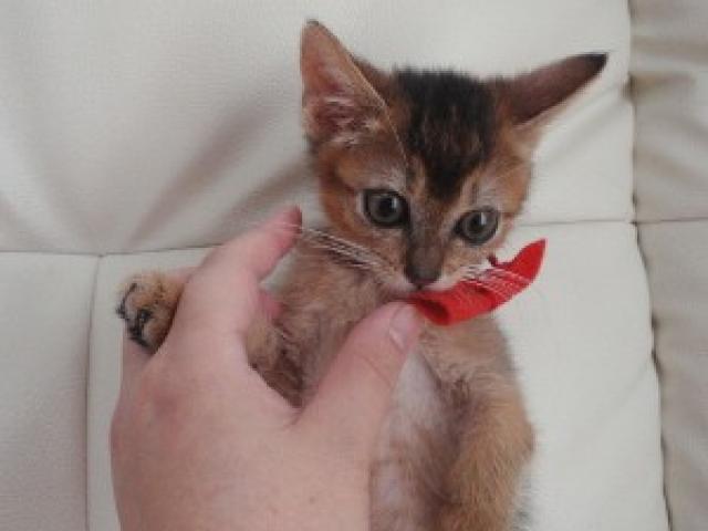 ソマリとっても目が大きく綺麗なお顔