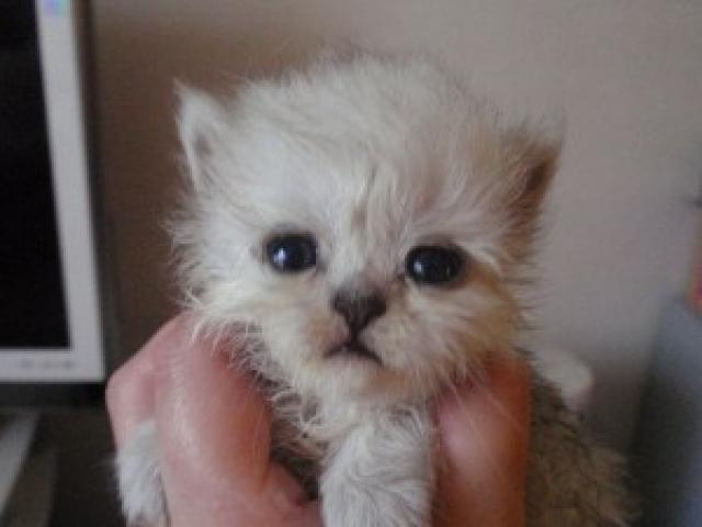 ペルシャ・ヒマラヤンシルバー