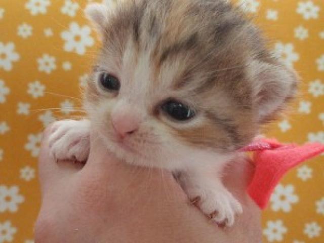 スコティッシュフォールド