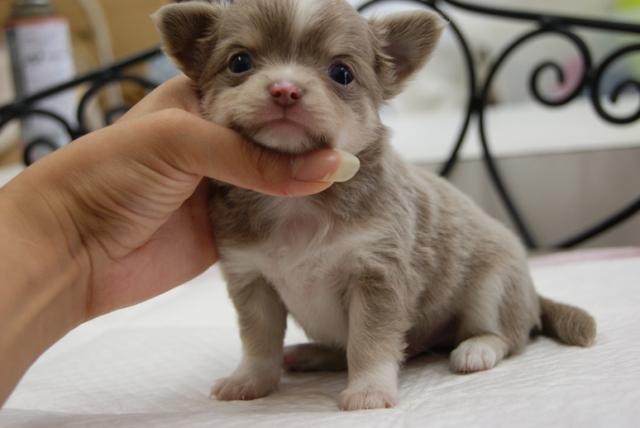 チワワ（ロングコート）